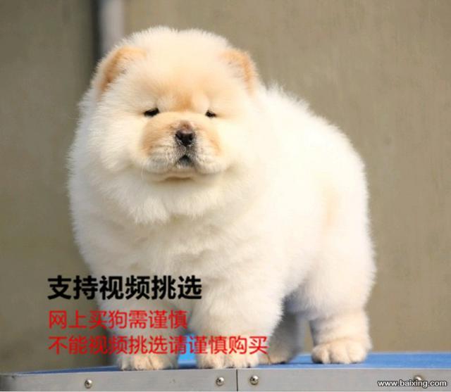 出售纯种大头肉嘴松狮幼犬 公母都有 包纯种健康