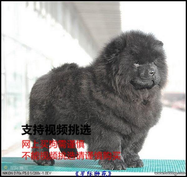 出售纯种大头肉嘴松狮幼犬 公母都有 包纯种健康