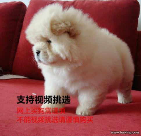 出售纯种大头肉嘴松狮幼犬 公母都有 包纯种健康