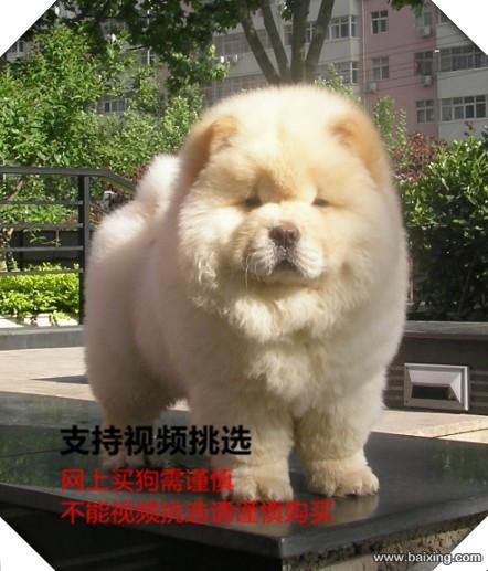 出售纯种大头肉嘴松狮幼犬 公母都有 包纯种健康